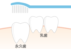 臼歯の歯磨き